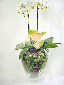 Kayseri iek ieki maazas  Cam yada mika vazoda zel orkideler