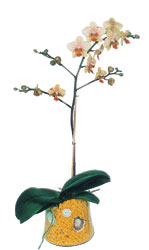  Kayseri iek 14 ubat sevgililer gn iek  Phalaenopsis Orkide ithal kalite