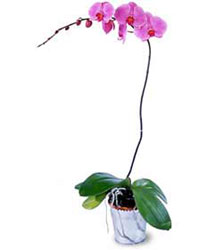  Kayseri iek hediye sevgilime hediye iek  Orkide ithal kaliteli orkide 
