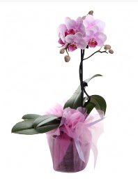 1 dal pembe orkide saksı çiçeği  Kayseri çiçek çiçek yolla , çiçek gönder , çiçekçi  