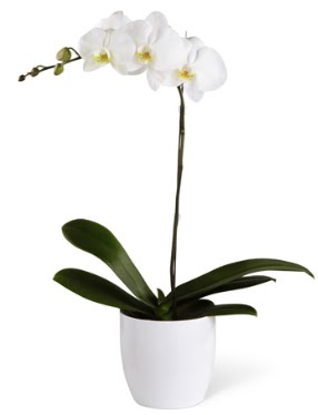 1 dall beyaz orkide  Kayseri iek iek servisi , ieki adresleri 