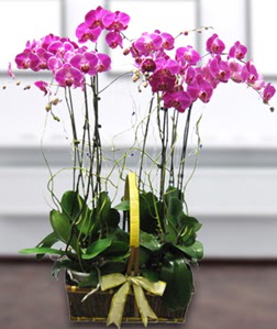 4 dall mor orkide  Kayseri kocasinan iek nternetten iek siparii 