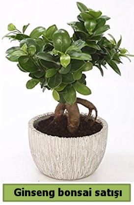 Ginseng bonsai japon aac sat  Kayseri iek hediye iek yolla 