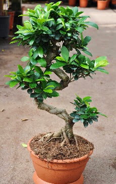 Orta boy bonsai saks bitkisi  Kayseri iek cicekciler , cicek siparisi 