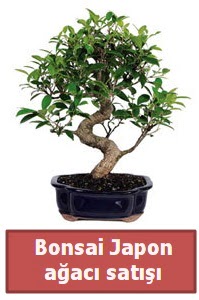 Japon aac bonsai sat  Kayseri iek iek siparii vermek 