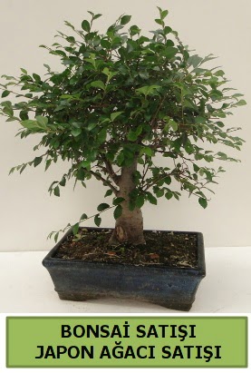 Minyatr bonsai japon aac sat  Kayseri iek iek sat 