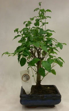Minyatr bonsai japon aac sat  Kayseri iek hediye iek yolla 