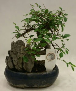 thal 1.ci kalite bonsai japon aac  Kayseri iek ieki maazas 