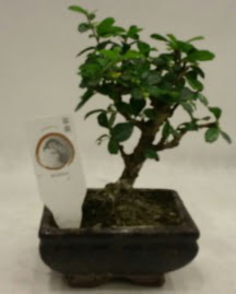 Kk minyatr bonsai japon aac  Kayseri iek ucuz iek gnder 