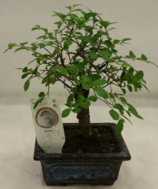 Minyatr ithal japon aac bonsai bitkisi  Kayseri iek ieki maazas 