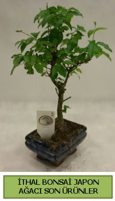 thal bonsai japon aac bitkisi  Kayseri iek kaliteli taze ve ucuz iekler 