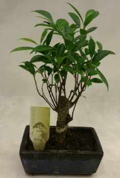 Japon aac bonsai bitkisi sat  Kayseri iek hediye iek yolla 
