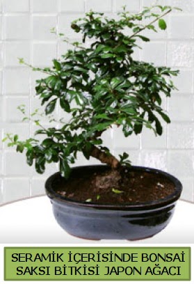 Seramik vazoda bonsai japon aac bitkisi  Kayseri iek iek siparii vermek 