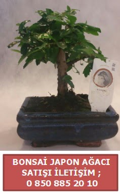 Japon aac minyar bonsai sat  Kayseri iek ieki maazas 