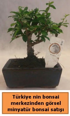 Japon aac bonsai sat ithal grsel  Kayseri zvatan iek iek , ieki , iekilik 