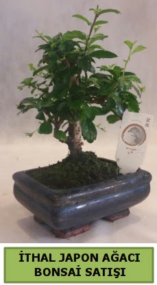 thal japon aac bonsai bitkisi sat  Kayseri iek hediye iek yolla 