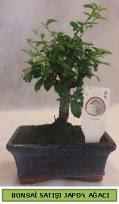 Minyatr bonsai aac sat  Kayseri iek ucuz iek gnder 