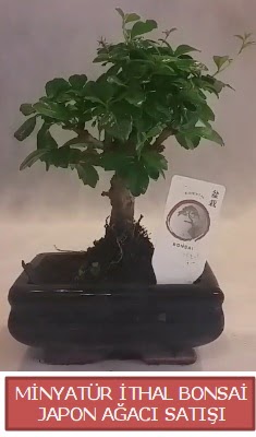 Kk grsel bonsai japon aac bitkisi  Kayseri iek iek siparii sitesi 