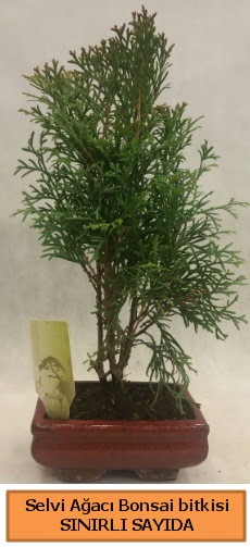 Selvi aac bonsai japon aac bitkisi  Kayseri iek ieki maazas 