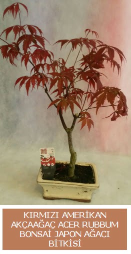 Amerikan akaaa Acer Rubrum bonsai  Kayseri iek iek online iek siparii 