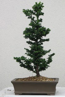 am aac bonsai bitkisi sat  Kayseri iek hediye iek yolla 