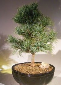 am aac bonsai bitkisi sat  Kayseri iek internetten iek sat 