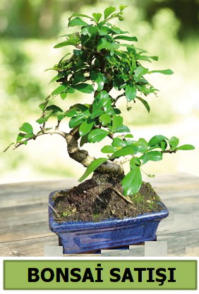 am bonsai japon aac sat  Kayseri iek ieki maazas 