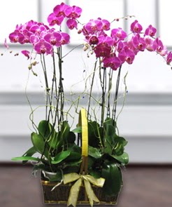 7 dall mor lila orkide  Kayseri iek iek sat 