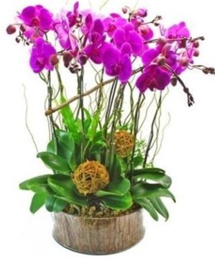 Ahap ktkte lila mor orkide 8 li  Kayseri iek online iek gnderme sipari 
