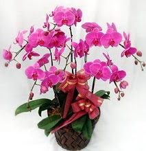 Sepet ierisinde 5 dall lila orkide  Kayseri iek internetten iek sat 
