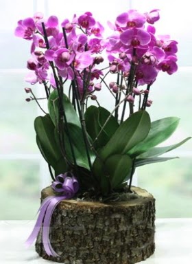Ktk ierisinde 6 dall mor orkide  Kayseri iek internetten iek sat 