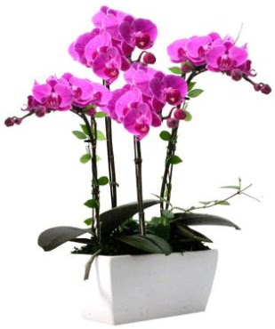 Seramik vazo ierisinde 4 dall mor orkide  Kayseri iek ieki maazas 