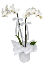 2 dall beyaz orkide  Kayseri kocasinan iek nternetten iek siparii 