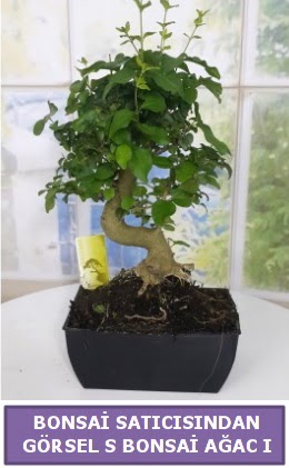S dal erilii bonsai japon aac  Kayseri iek ieki maazas 