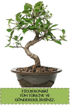 Ficus bonsai  Kayseri iek iek sat 