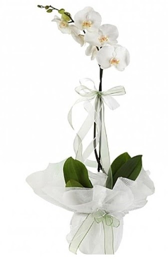 Tekli Beyaz Orkide  Kayseri iek iekiler 