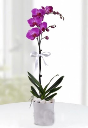 Tek dall saksda mor orkide iei  Kayseri iek cicek , cicekci 