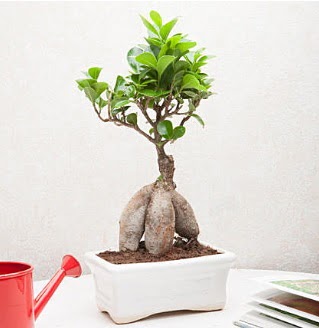 Exotic Ficus Bonsai ginseng  Kayseri iek yurtii ve yurtd iek siparii 