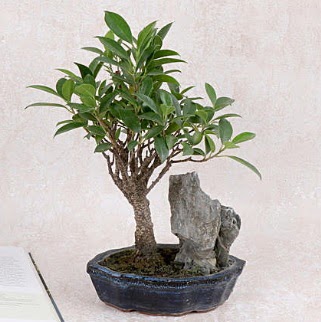Japon aac Evergreen Ficus Bonsai  Kayseri iek iek sat 