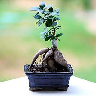 Marvellous Ficus Microcarpa ginseng bonsai  Kayseri iek uluslararas iek gnderme 