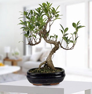 Gorgeous Ficus S shaped japon bonsai  Kayseri haclar iek iek gnderme sitemiz gvenlidir 