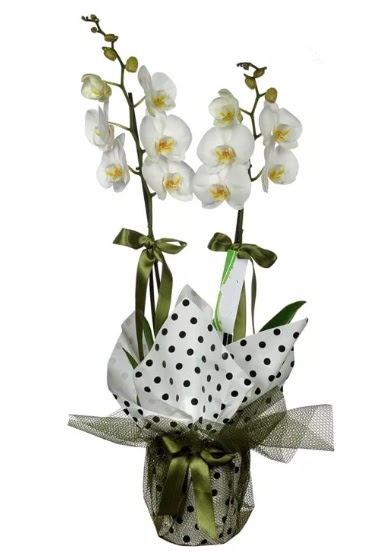 ift Dall Beyaz Orkide  Kayseri iek iek servisi , ieki adresleri 