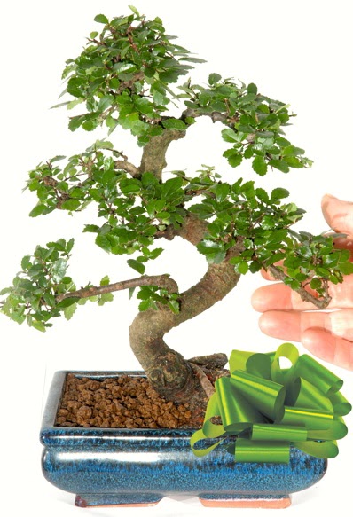 Yaklak 25 cm boyutlarnda S bonsai  Kayseri iek iek siparii vermek 