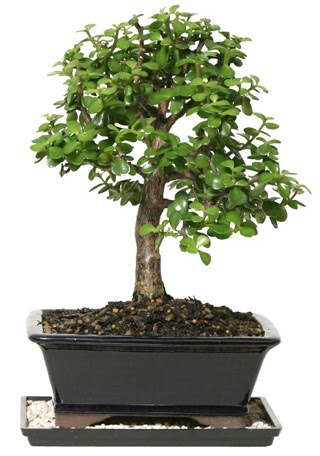 15 cm civar Zerkova bonsai bitkisi  Kayseri iek iek siparii vermek 