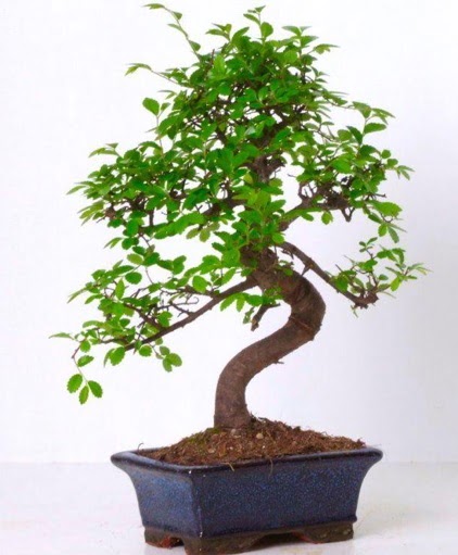 S gvdeli bonsai minyatr aa japon aac  Kayseri iek iek sat 