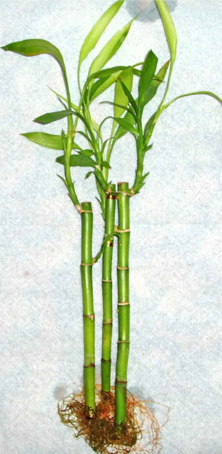Lucky Bamboo 3 adet vazo hediye edilir   Kayseri iek anneler gn iek yolla 