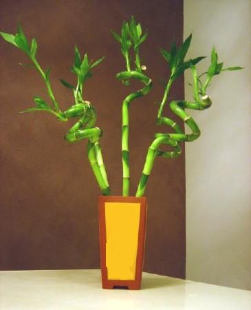 Lucky Bamboo 5 adet vazo ierisinde  Kayseri iek online iek gnderme sipari 