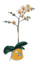  Kayseri çiçek 14 şubat sevgililer günü çiçek  Phalaenopsis Orkide ithal kalite