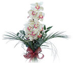  Kayseri çiçek çiçek siparişi vermek  Dal orkide ithal iyi kalite