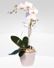 1 dallı orkide saksı çiçeği  Kayseri melikgazi çiçek çiçek yolla 